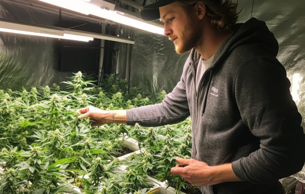 Is Delta-9 Safe? Considerations Before Use 29 Is Delta-9 Safe